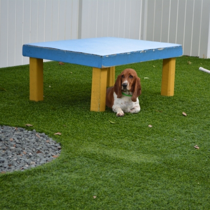 Artificial Turf Sedco Hills, California Hotel For Dogs, Commercial Landscape