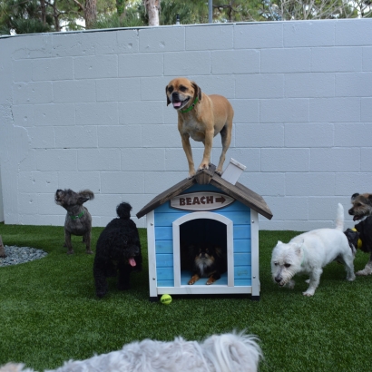 Best Artificial Grass Muscoy, California Dog Park, Dog Kennels